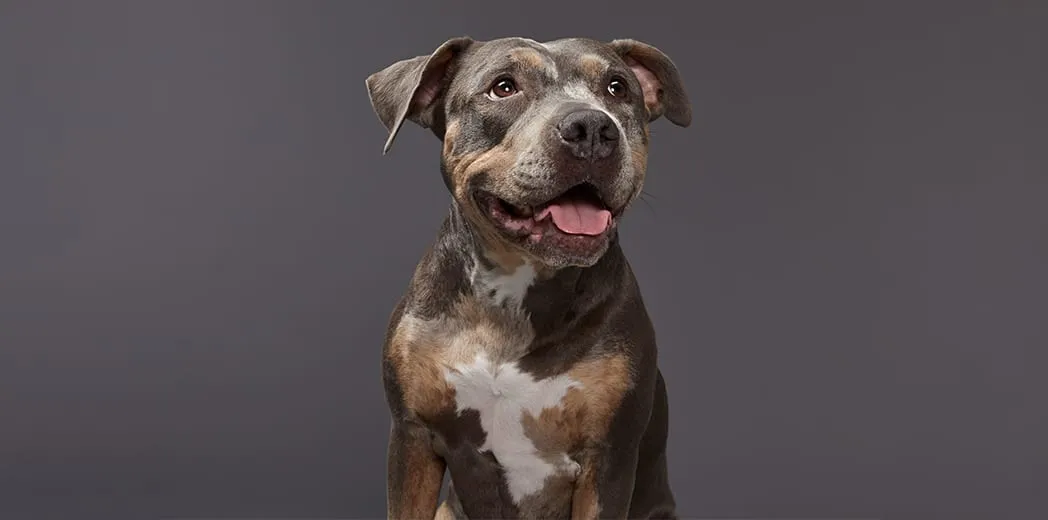 Animal Care Centers of NYC