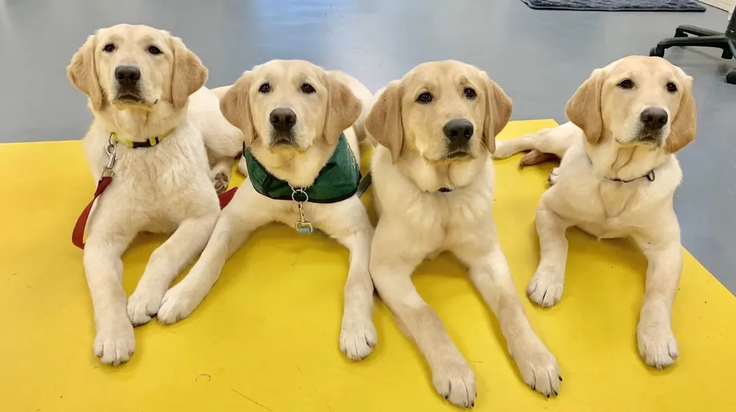 Educated Canines Assisting with Disabilities