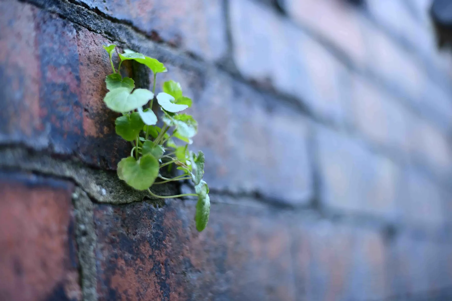 Unrestricted Grants for Nonprofits: Unlocking Your Full Potential