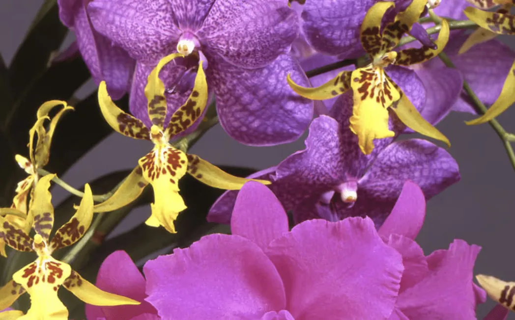 American Orchid Society